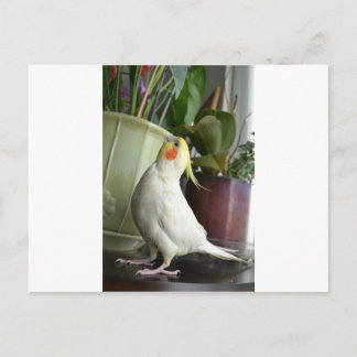 Lutino Cockatiel Postcard