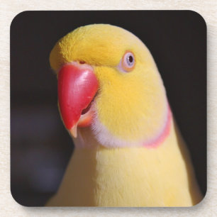 Lutino Indian Ringneck Parakeet Beak Drink Coaster