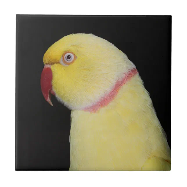 Lutino best sale ringneck parakeet