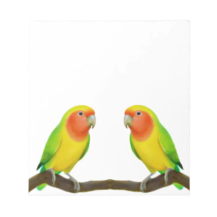 Lutino Lovebird Love Notepad Zazzle Com