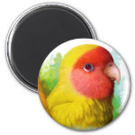Lutino Peach Faced Lovebird Realistic Painting Magnet