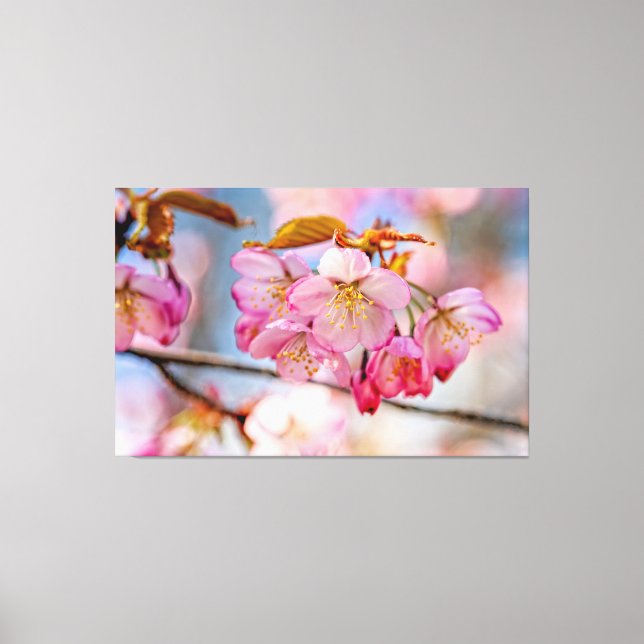 Luxurious Sakura Flowers In The Spring Garden Canvas Print (Front)