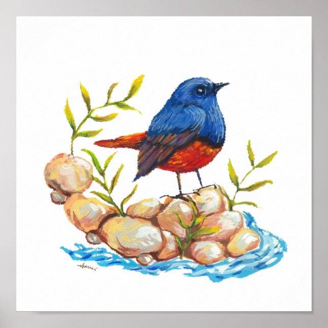 Luzon Water Redstart Endemic Philippine Bird Poster (Front)