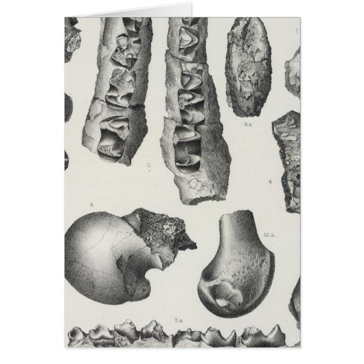 LV Coryphodon simus Cards (Front)