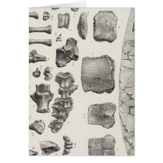 LXVII Testudo, Vultur (Front)