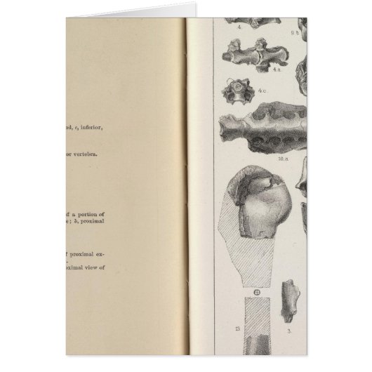 LXVIII Vultur umbrosus (Front)