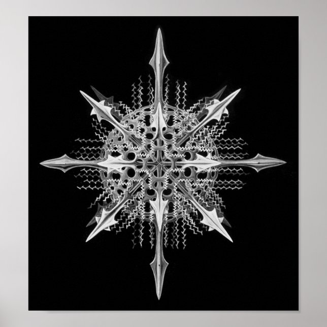 Lychnaspis miranda Ernst Haeckel Fine Art Poster (Front)