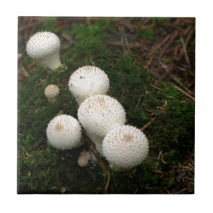 Lycoperdon puffball mushrooms ceramic tile