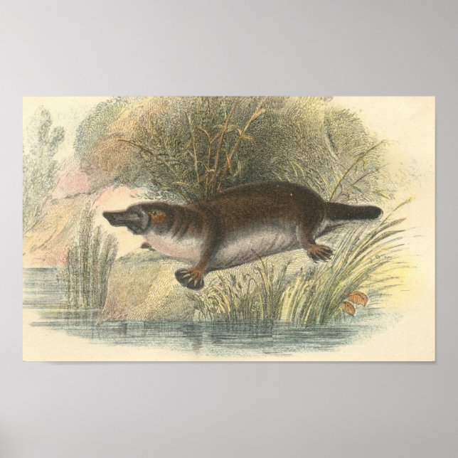 Lydekker - Platypus Portfolio Poster (Front)