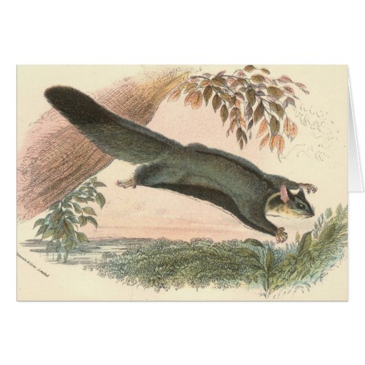 Lydekker - Squirrel Flying Phalanger/Possum Cards (Front Horizontal)
