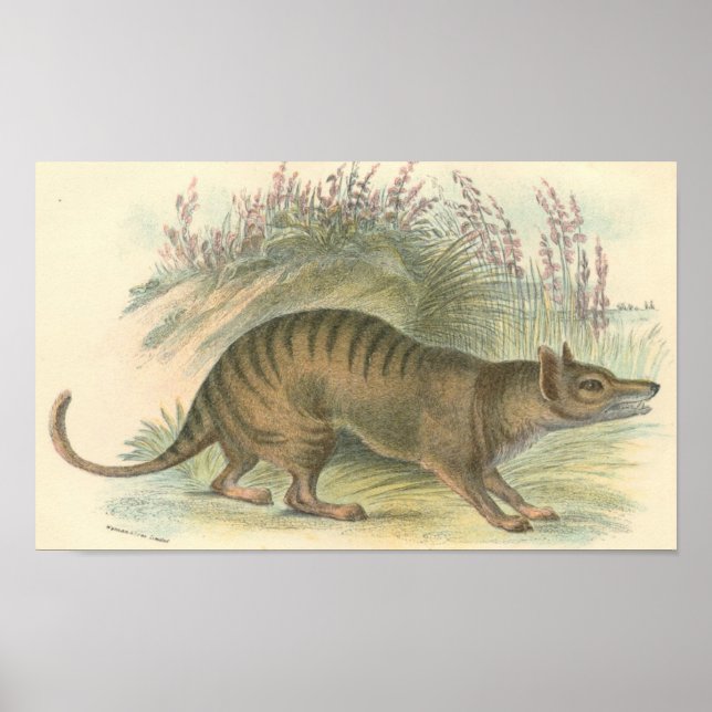 Lydekker - Thylacine - Tasmanian Tiger Portfolio Poster (Front)