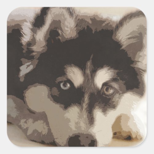 Lying cute puppy husky dog pet illustration square sticker