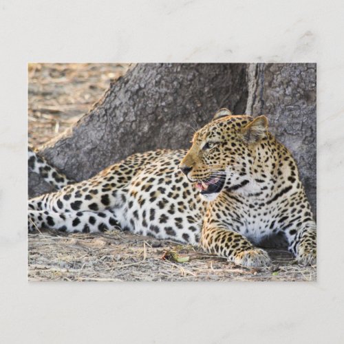 Lying Down Leopard On A Ground  Postcard