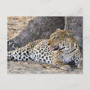 Lying Down Leopard On A Ground  Postcard