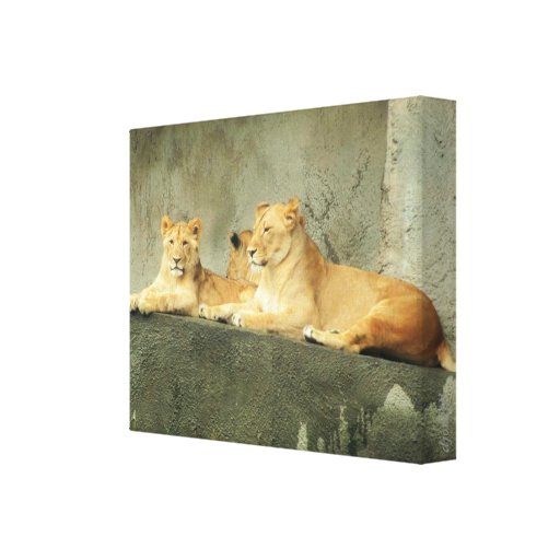 Lying Lions by DJONeill Canvas Print | Zazzle