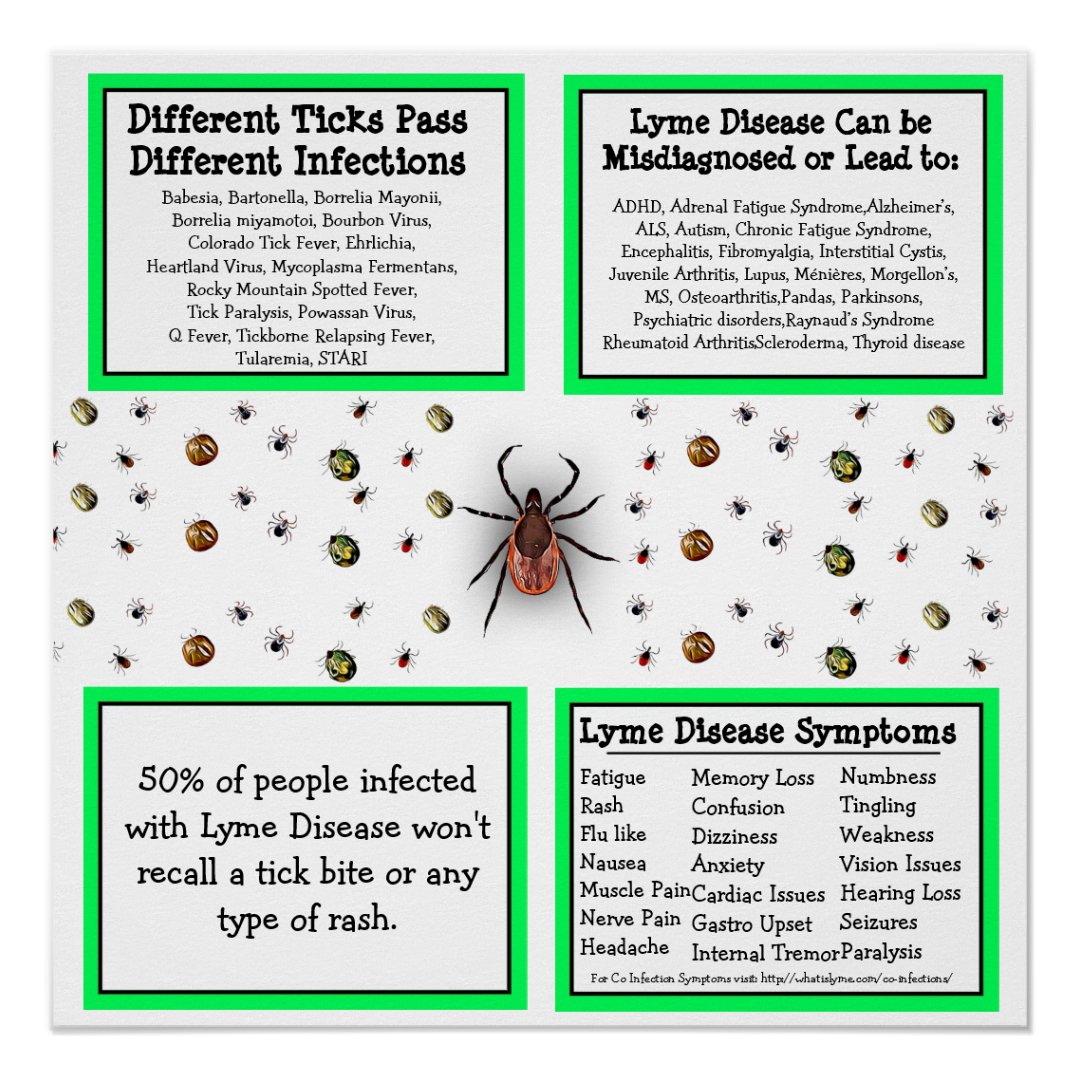 Lyme disease Information Poster | Zazzle