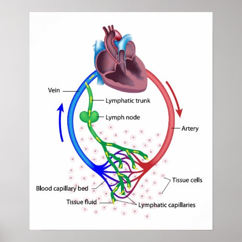 lymph fluid exchange labeled diagram poster