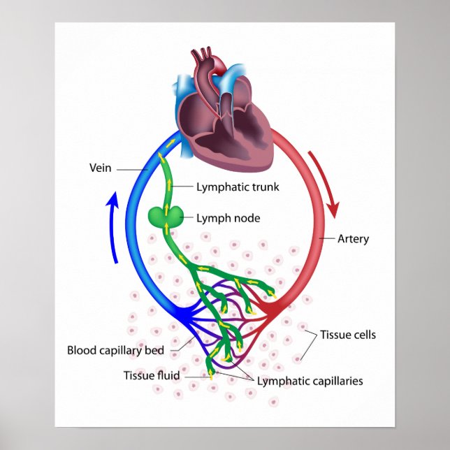 lymph fluid exchange labeled diagram poster (Front)