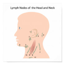 Lymph nodes of the head and neck Poster