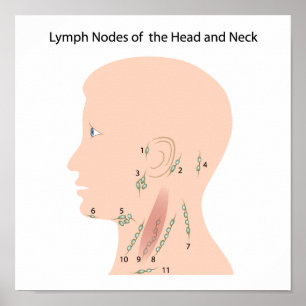 Lymph nodes of the head and neck Poster