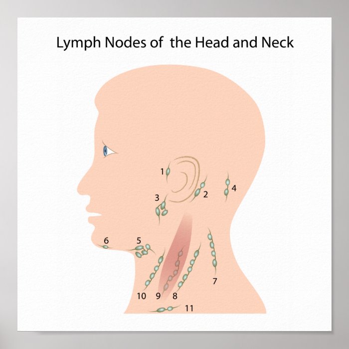 Lymph nodes of the head and neck Poster