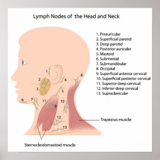lymph nodes of the head and neck poster