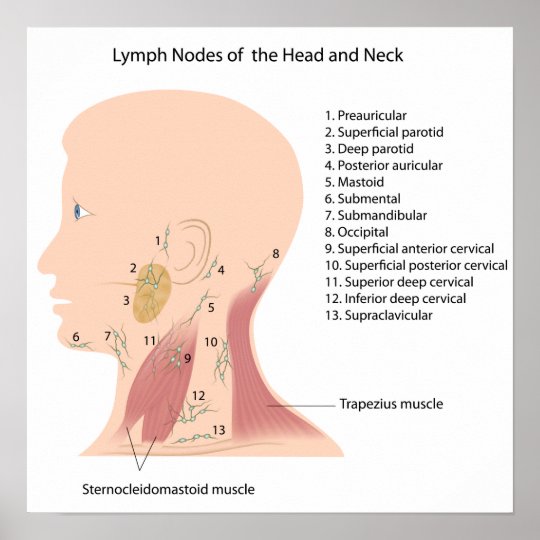 lymph nodes of the head and neck poster | Zazzle.com