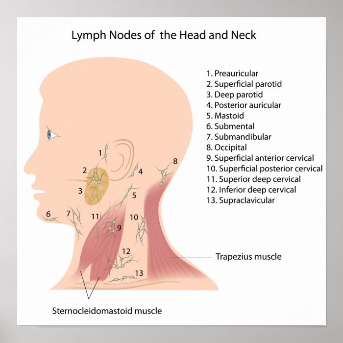 lymph nodes of the head and neck poster