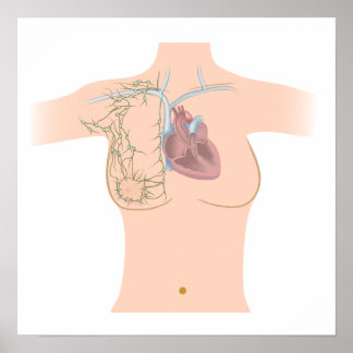 Lymphatic drainage of the breast poster