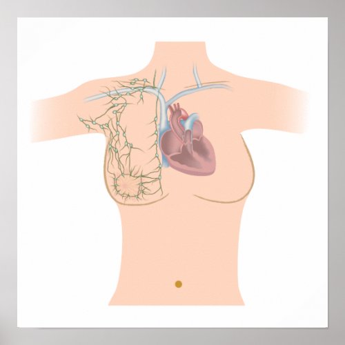 Lymphatic drainage of the breast poster