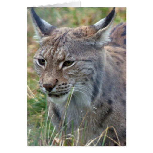 Lynx 22a greeting card | Zazzle