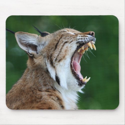 Lynx bobcat beautiful photo mousepad
