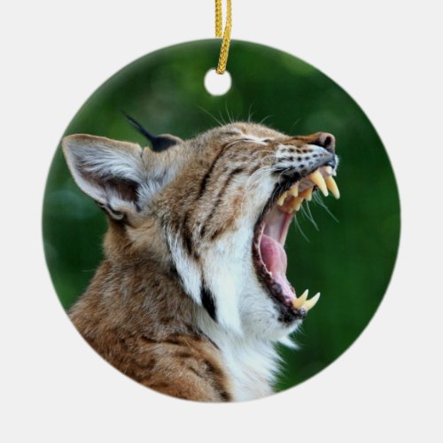 Lynx bobcat beautiful photo portrait ornament