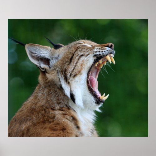 Lynx bobcat beautiful photo print  poster poster