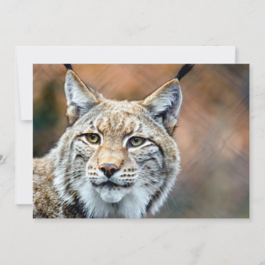 Lynx Bobcat Wildlife Predator Cat (Front)