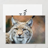 Lynx Bobcat Wildlife Predator Cat (Front/Back)