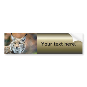 Lynx Bobcat Wildlife Predator Cat Bumper Sticker