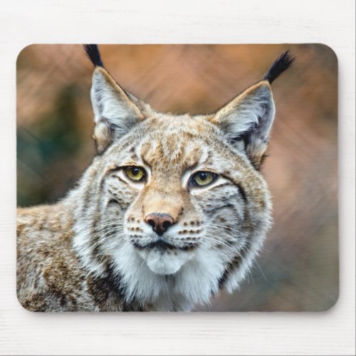 Lynx Bobcat Wildlife Predator Cat Mouse Pad
