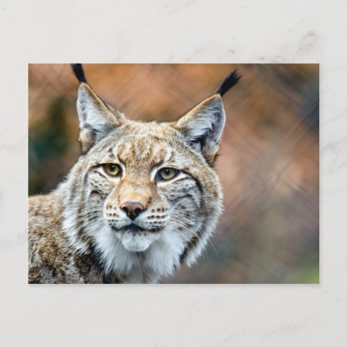 Lynx Bobcat Wildlife Predator Cat Postcard