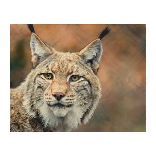 Lynx Bobcat Wildlife Predator Cat Wood Wall Decor