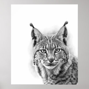 Lynx Cat Sketch Portrait Black white Poster