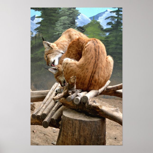 Lynx cats poster (Front)