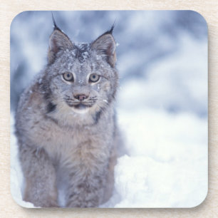 Lynx in the snow in the foothills drink coaster