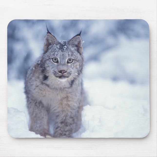 Lynx in the snow in the foothills mouse pad (Front)