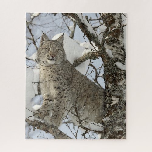 Lynx in Winter Photo Puzzle