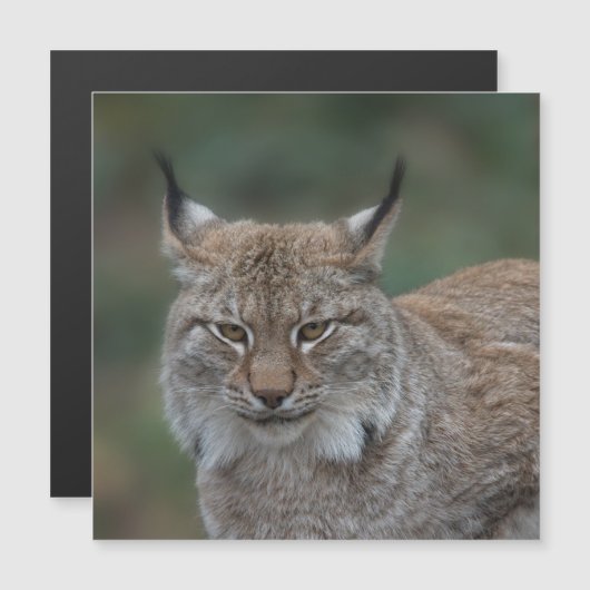 Lynx Looking At You (Front/Back)