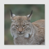 Lynx Looking At You (Front)