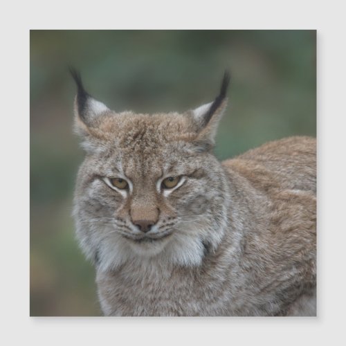 Lynx Looking At You