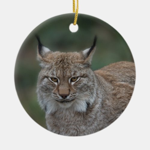 Lynx Looking At You Ceramic Ornament