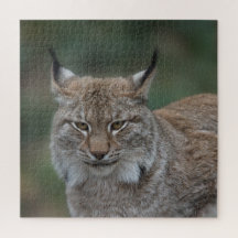 Lynx Looking At You